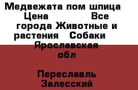 Медвежата пом шпица › Цена ­ 40 000 - Все города Животные и растения » Собаки   . Ярославская обл.,Переславль-Залесский г.